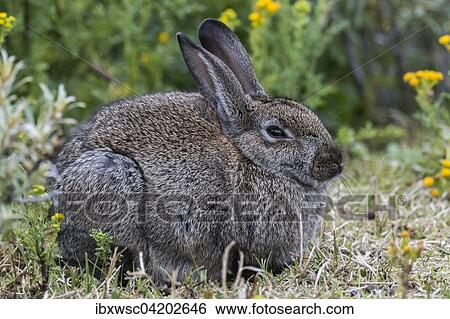 Wild common rabbit (Oryctolagus cuniculus), Texel, West Frisian Islands, Province of North Holland, Holland, The Netherlands, Europe View Large Photo Image Stock Photograph - Wild common rabbit (Oryctolagus cuniculus), Texel, West Frisian Islands, Province of North Holland, Holland, The Netherlands, Europe. Fotosearch