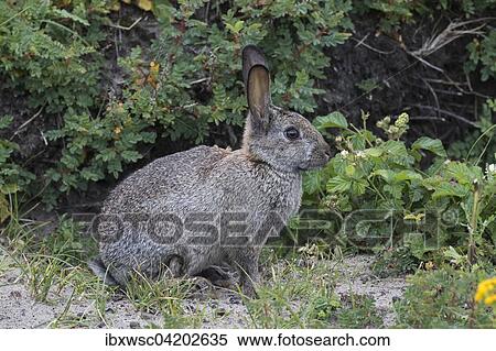 Wild common rabbit (Oryctolagus cuniculus), Texel, West Frisian Islands, Province of North Holland, Holland, The Netherlands, Europe View Large Photo Image Stock Photography - Wild common rabbit (Oryctolagus cuniculus), Texel, West Frisian Islands, Province of North Holland, Holland, The Netherlands, Europe. Fotosearch