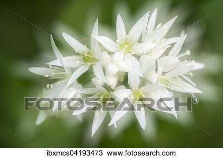 Wild Garlic (Allium ursinum), flower, Germany, Europe View Large Photo Image Stock Image - Wild Garlic (Allium ursinum), flower, Germany, Europe. Fotosearch