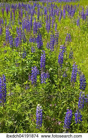 Wild Lupins (Lupinus) growing in a meadow, Lac-Brome, Brome Lake, Quebec, Canada, North America View Large Photo Image Picture - Wild Lupins (Lupinus) growing in a meadow, Lac-Brome, Brome Lake, Quebec, Canada, North America. Fotosearch