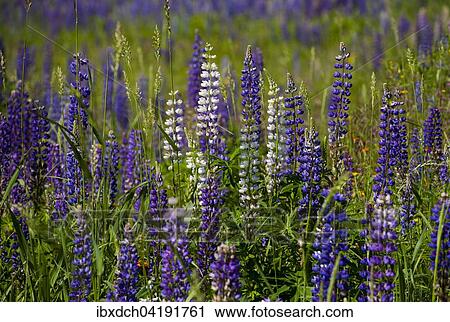 Wild Lupins (Lupinus) growing in a meadow, Lac-Brome, Brome Lake, Quebec, Canada, North America View Large Photo Image Stock Image - Wild Lupins (Lupinus) growing in a meadow, Lac-Brome, Brome Lake, Quebec, Canada, North America. Fotosearch