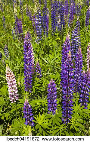 Wild Lupins (Lupinus) growing in a meadow, Lac-Brome, Brome Lake, Quebec, Canada, North America View Large Photo Image Stock Image - Wild Lupins (Lupinus) growing in a meadow, Lac-Brome, Brome Lake, Quebec, Canada, North America. Fotosearch