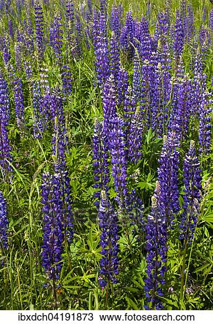 Wild Lupins (Lupinus) growing in a meadow, Lac-Brome, Brome Lake, Quebec, Canada, North America View Large Photo Image Stock Image - Wild Lupins (Lupinus) growing in a meadow, Lac-Brome, Brome Lake, Quebec, Canada, North America. Fotosearch
