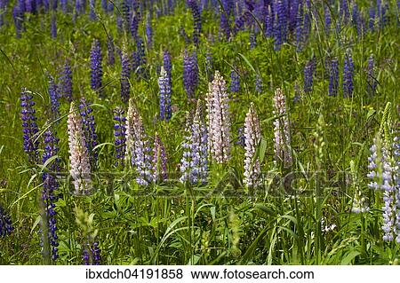 Wild Lupins (Lupinus) growing in a meadow, Lac-Brome, Brome Lake, Quebec, Canada, North America View Large Photo Image Stock Photo - Wild Lupins (Lupinus) growing in a meadow, Lac-Brome, Brome Lake, Quebec, Canada, North America. Fotosearch