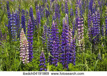 Wild Lupins (Lupinus) growing in a meadow, Lac-Brome, Brome Lake, Quebec, Canada, North America View Large Photo Image Stock Photo - Wild Lupins (Lupinus) growing in a meadow, Lac-Brome, Brome Lake, Quebec, Canada, North America. Fotosearch