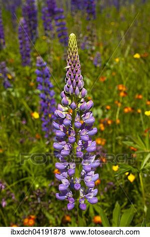 Wild Lupins (Lupinus) growing in a meadow, Lac-Brome, Brome Lake, Quebec, Canada, North America View Large Photo Image Stock Photo - Wild Lupins (Lupinus) growing in a meadow, Lac-Brome, Brome Lake, Quebec, Canada, North America. Fotosearch