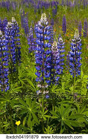 Wild Lupins (Lupinus) growing in a meadow, Lac-Brome, Brome Lake, Quebec, Canada, North America View Large Photo Image Stock Photo - Wild Lupins (Lupinus) growing in a meadow, Lac-Brome, Brome Lake, Quebec, Canada, North America. Fotosearch