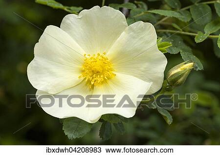 Wild rose (Rosa pteragonis), North Rhine-Westphalia, Germany, Europe View Large Photo Image Stock Image - Wild rose (Rosa pteragonis), North Rhine-Westphalia, Germany, Europe. Fotosearch
