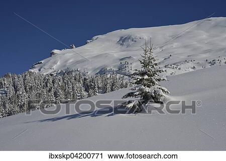 Winter landscape, Prato Piazza, Braies Dolomites in Fanes-Sennes-Prags, Province of South Tyrol, Italy, Europe View Large Photo Image Stock Image - Winter landscape, Prato Piazza, Braies Dolomites in Fanes-Sennes-Prags, Province of South Tyrol, Italy, Europe. Fotosearch