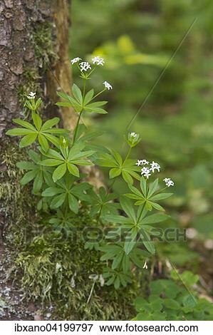 Woodruff (Galium oduratum), Jagsttal, Bolgental, Baden-Wurttemberg, Germany, Europe View Large Photo Image Stock Photo - Woodruff (Galium oduratum), Jagsttal, Bolgental, Baden-Wurttemberg, Germany, Europe. Fotosearch