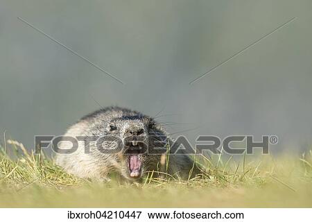 Yawning alpine marmot (Marmota marmota), High Tauern National Park, Carinthia, Austria, Europe View Large Photo Image Stock Photo - Yawning alpine marmot (Marmota marmota), High Tauern National Park, Carinthia, Austria, Europe. Fotosearch