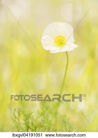 Yellow alpine poppy (Papaver alpinum subsp. Alpinum), endemic to the northeastern limestone Alps near Karlschutt, Hochschwab, Styria, Austria, Europe View Large Photo Image Stock Image - Yellow alpine poppy (Papaver alpinum subsp. Alpinum), endemic to the northeastern limestone Alps near Karlschutt, Hochschwab, Styria, Austria, Europe. Fotosearch