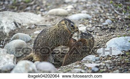 Yellow-bellied marmots (Marmota flaviventris), playing, Grand Teton National Park, Wyoming, USA, North America View Large Photo Image Picture - Yellow-bellied marmots (Marmota flaviventris), playing, Grand Teton National Park, Wyoming, USA, North America. Fotosearch