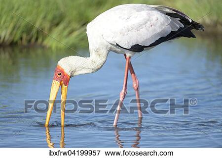 Yellow-billed stork (Mycteria ibis), foraging with an open beak, South Luangwa National Park, Zambia, Africa View Large Photo Image Stock Photo - Yellow-billed stork (Mycteria ibis), foraging with an open beak, South Luangwa National Park, Zambia, Africa. Fotosearch