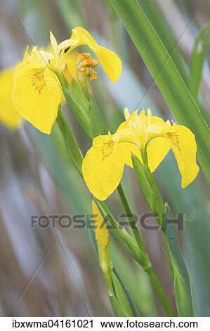 Yellow Iris (Iris pseudacorus), Hesse, Germany, Europe View Large Photo Image Stock Image - Yellow Iris (Iris pseudacorus), Hesse, Germany, Europe. Fotosearch