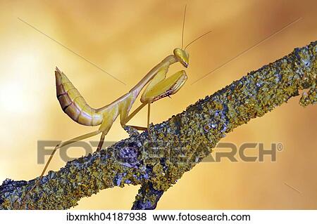 Stock Photo - Yen's Red-armed Mantis (Hierodula venosa), Southeast Asia, captive. Fotosearch