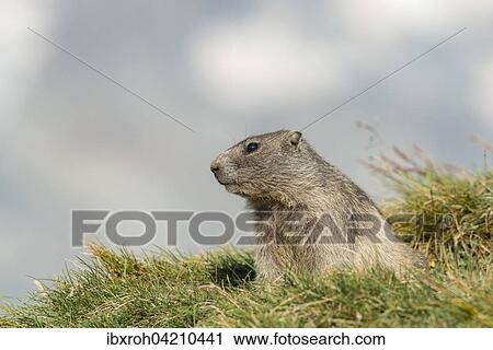 Young alpine marmot (Marmota marmota), High Tauern National Park, Carinthia, Austria, Europe View Large Photo Image Stock Image - Young alpine marmot (Marmota marmota), High Tauern National Park, Carinthia, Austria, Europe. Fotosearch