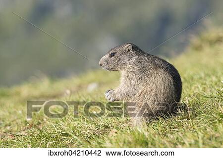 Stock Image - Young alpine marmot (Marmota marmota), High Tauern National Park, Carinthia, Austria, Europe. Fotosearch