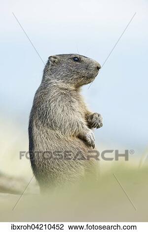 Young alpine marmot (Marmota marmota), High Tauern National Park, Carinthia, Austria, Europe View Large Photo Image Stock Image - Young alpine marmot (Marmota marmota), High Tauern National Park, Carinthia, Austria, Europe. Fotosearch