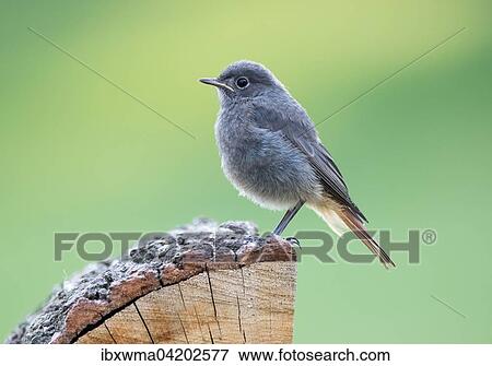 Young black redstart (Phoenicurus ochruros), Hesse, Germany, Europe View Large Photo Image Stock Photo - Young black redstart (Phoenicurus ochruros), Hesse, Germany, Europe. Fotosearch