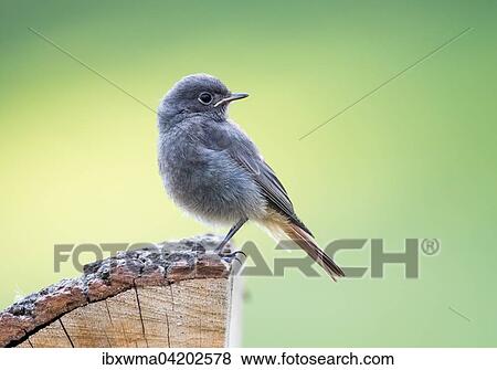 Young black redstart (Phoenicurus ochruros), Hesse, Germany, Europe View Large Photo Image Stock Photo - Young black redstart (Phoenicurus ochruros), Hesse, Germany, Europe. Fotosearch