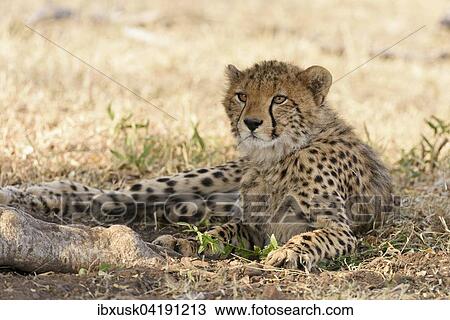 Young cheetah (Acinonyx jubatus), lying in the shade, Maasai Mara National Reserve, Narok County, Kenya, Africa View Large Photo Image Stock Image - Young cheetah (Acinonyx jubatus), lying in the shade, Maasai Mara National Reserve, Narok County, Kenya, Africa. Fotosearch