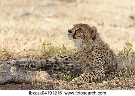 Young cheetah (Acinonyx jubatus), sitting in the shade, Maasai Mara National Reserve, Narok County, Kenya, Africa View Large Photo Image Stock Photograph - Young cheetah (Acinonyx jubatus), sitting in the shade, Maasai Mara National Reserve, Narok County, Kenya, Africa. Fotosearch