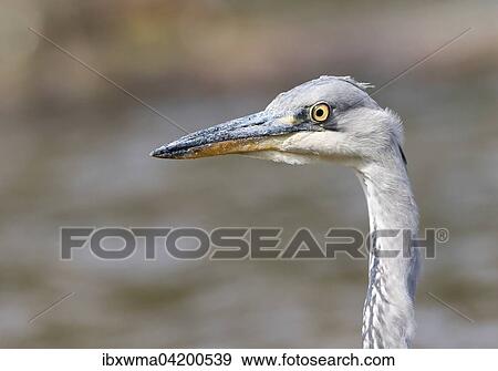 Young Grey Heron (Ardea cinerea), portrait, Hesse, Germany, Europe View Large Photo Image Stock Photo - Young Grey Heron (Ardea cinerea), portrait, Hesse, Germany, Europe. Fotosearch