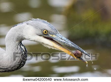Young Grey Heron (Ardea cinerea) with a fruit, Hesse, Germany, Europe View Large Photo Image Stock Image - Young Grey Heron (Ardea cinerea) with a fruit, Hesse, Germany, Europe. Fotosearch