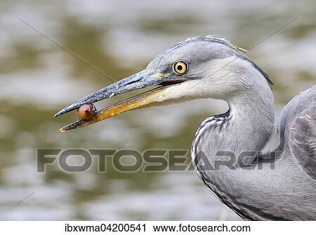 Young Grey Heron (Ardea cinerea) with a fruit, Hesse, Germany, Europe View Large Photo Image Stock Image - Young Grey Heron (Ardea cinerea) with a fruit, Hesse, Germany, Europe. Fotosearch