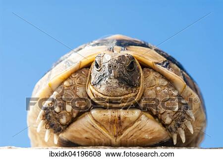 Young Hermann's Tortoise (Testudo hermanni), Peloponnese, Greece, Europe View Large Photo Image Stock Photo - Young Hermann's Tortoise (Testudo hermanni), Peloponnese, Greece, Europe. Fotosearch