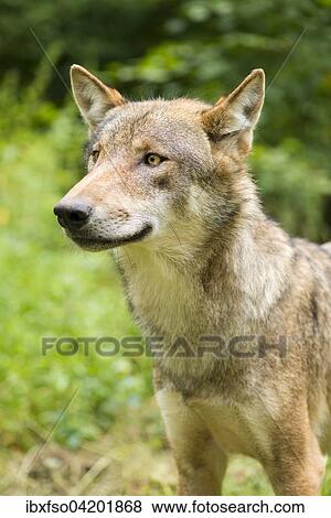 Young wolf (Canis lupus), portrait, captive, Bavaria, Germany, Europe View Large Photo Image Stock Photo - Young wolf (Canis lupus), portrait, captive, Bavaria, Germany, Europe. Fotosearch
