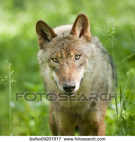 Young wolf (Canis lupus), portrait, captive, Bavaria, Germany, Europe View Large Photo Image Stock Photo - Young wolf (Canis lupus), portrait, captive, Bavaria, Germany, Europe. Fotosearch