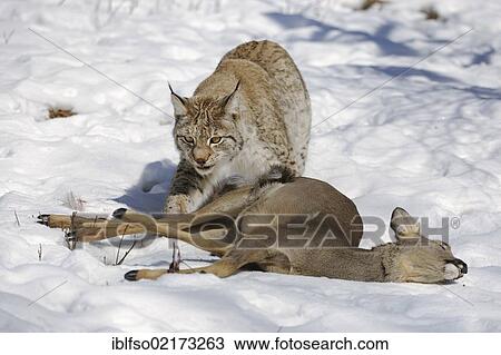 オオヤマネコ Lynx Lynx 女性 で 獲物 食用魚卵 鹿 Capreolus Capreolus Enlosure 捕虜 Thuringia ドイツ ヨーロッパ ストックイメージ Iblfso Fotosearch