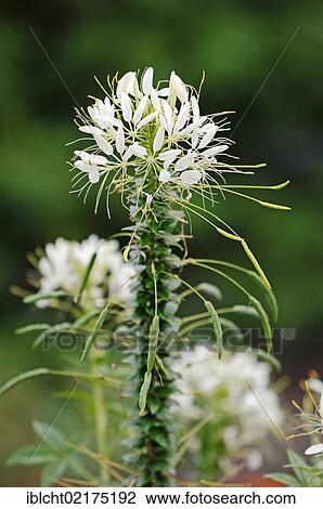 蜘蛛 花 或者 蜘蛛 植物 Cleome Spinosa Cleome Hassleriana Tarenaya Hassleriana 生來 到 南美洲種類最齊全的圖像 Iblcht Fotosearch