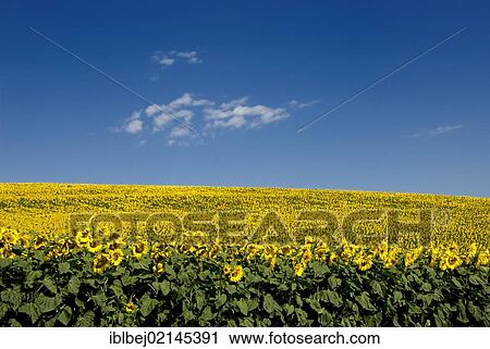 Stock Image - A field of Sunflowers (Helianthus annuus), Limagne, Auvergne, France, Europe. Fotosearch
