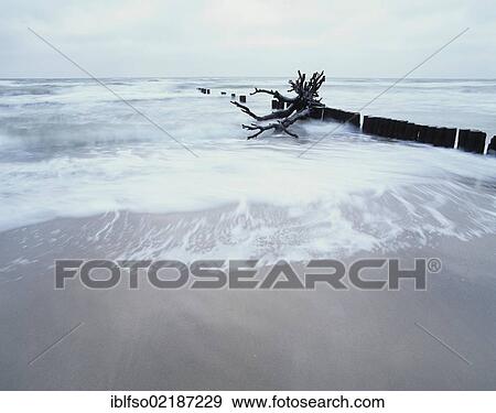 A groyne and dead wood on the western beach of Darss peninsula, Western Pomerania Lagoon Area National Park, Mecklenburg-Western Pomerania, Baltic Sea, Germany, Europe View Large Photo Image Stock Photo - A groyne and dead wood on the western beach of Darss peninsula, Western Pomerania Lagoon Area National Park, Mecklenburg-Western Pomerania, Baltic Sea, Germany, Europe. Fotosearch