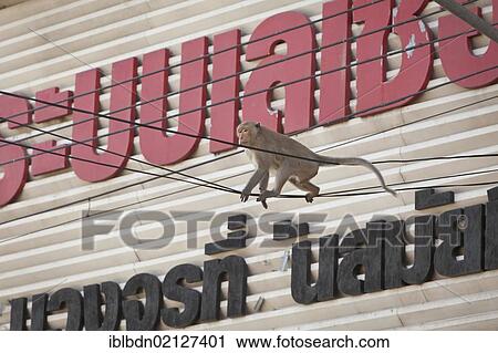 A macaque monkey (Macaca) crossing the street overhead using power cables in the city of Lopburi, Thailand, Asia View Large Photo Image Stock Image - A macaque monkey (Macaca) crossing the street overhead using power cables in the city of Lopburi, Thailand, Asia. Fotosearch