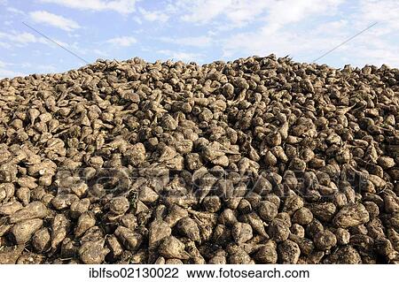 A pile of harvested Sugar Beet (Betula vulgaris), Thuringia, Germany, Europe View Large Photo Image Stock Image - A pile of harvested Sugar Beet (Betula vulgaris), Thuringia, Germany, Europe. Fotosearch