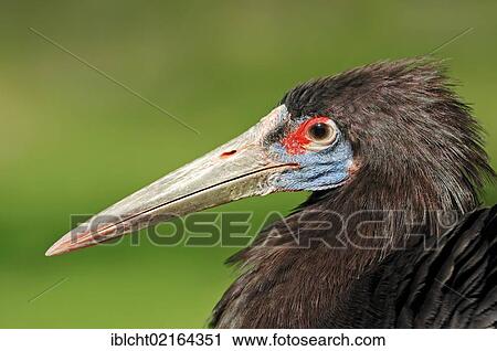 Stock Image - Abdim's Stork or White-Bellied Stork (Ciconia abdimii), portrait, African species, captive, Czech Republic, Europe. Fotosearch