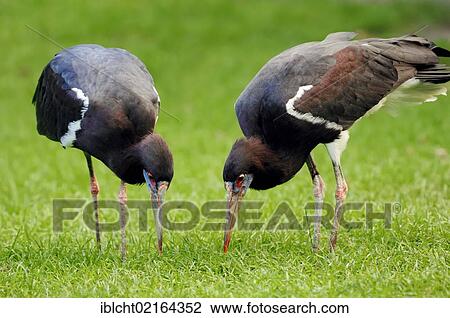 Abdim's Stork or White-Bellied Stork (Ciconia abdimii), pair foraging for food, African species, captive, Czech Republic, Europe View Large Photo Image Stock Image - Abdim's Stork or White-Bellied Stork (Ciconia abdimii), pair foraging for food, African species, captive, Czech Republic, Europe. Fotosearch