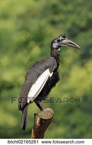 Stock Image - Abyssinian Ground Hornbill or Northern Ground Hornbill (Bucorvus abyssinicus), female, African species, captive, Czech Republic, Europe. Fotosearch