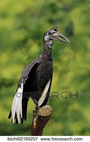 Abyssinian Ground Hornbill or Northern Ground Hornbill (Bucorvus abyssinicus), female, African species, captive, Czech Republic, Europe View Large Photo Image Stock Photo - Abyssinian Ground Hornbill or Northern Ground Hornbill (Bucorvus abyssinicus), female, African species, captive, Czech Republic, Europe. Fotosearch