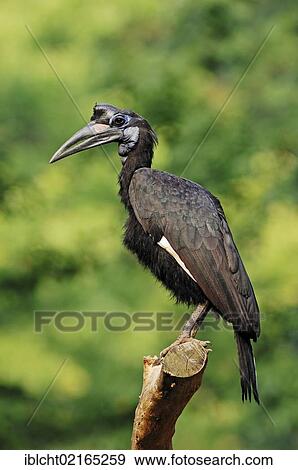 Abyssinian Ground Hornbill or Northern Ground Hornbill (Bucorvus abyssinicus), female, African species, captive, Czech Republic, Europe View Large Photo Image Stock Photo - Abyssinian Ground Hornbill or Northern Ground Hornbill (Bucorvus abyssinicus), female, African species, captive, Czech Republic, Europe. Fotosearch