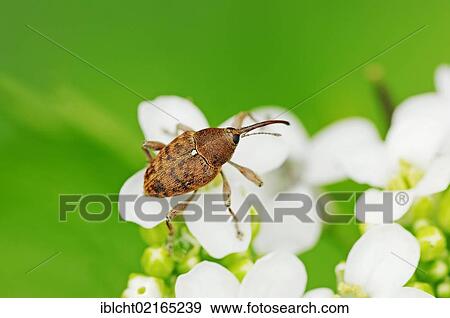 Stock Photo - Acorn Weevil (Curculio venosus), North Rhine-Westphalia, Germany, Europe. Fotosearch