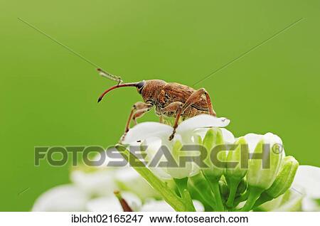 Stock Photo - Acorn Weevil (Curculio venosus), North Rhine-Westphalia, Germany, Europe. Fotosearch