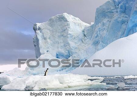 Adelie penguin (Pygoscelis adeliae) standing on an iceberg, Antarctic Sound, Antarctic Peninsula, Antarctica View Large Photo Image Stock Image - Adelie penguin (Pygoscelis adeliae) standing on an iceberg, Antarctic Sound, Antarctic Peninsula, Antarctica. Fotosearch