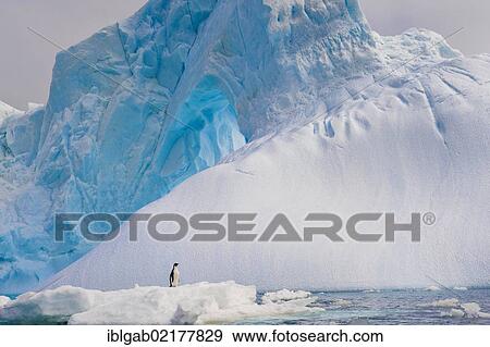 Adelie penguin (Pygoscelis adeliae) standing on an iceberg, Antarctic Sound, Antarctic Peninsula, Antarctica View Large Photo Image Stock Photo - Adelie penguin (Pygoscelis adeliae) standing on an iceberg, Antarctic Sound, Antarctic Peninsula, Antarctica. Fotosearch