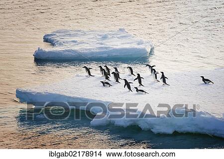 Picture - Adelie penguins (Pygoscelis adeliae) on an iceberg, Antarctic Sound, Antarctic Peninsula, Antarctica. Fotosearch