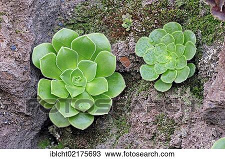 Stock Image - Aeonium tabuliforme, endemic to Tenerife, Canary Islands, Spain, Europe. Fotosearch